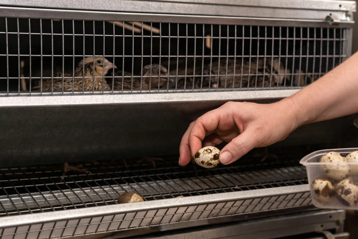 Hand holding a small quail egg in front of a quail cage. 