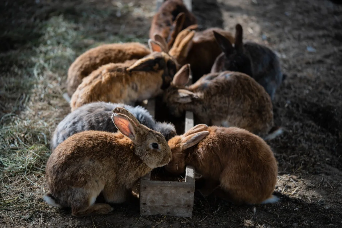Rabbits lined up eating at a rustic feed trough.