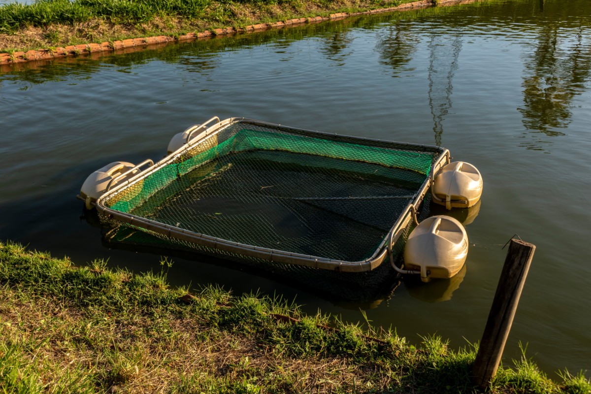Floating net basket used to hold fish in a pond.