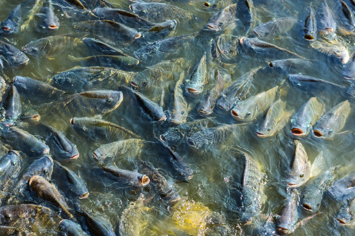 Dozens of tilapia gathered at the surface of the water.