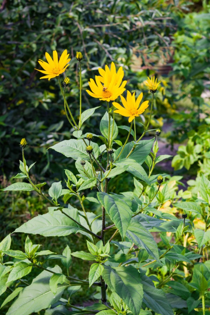 how-to-grow-jerusalem-artichokes-sunchokes