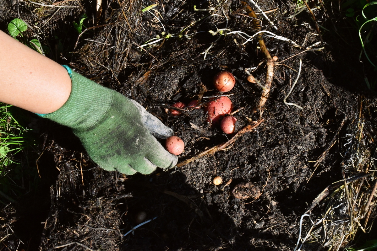 Woman's gloved hand picking tiny potatoes from the soil. 