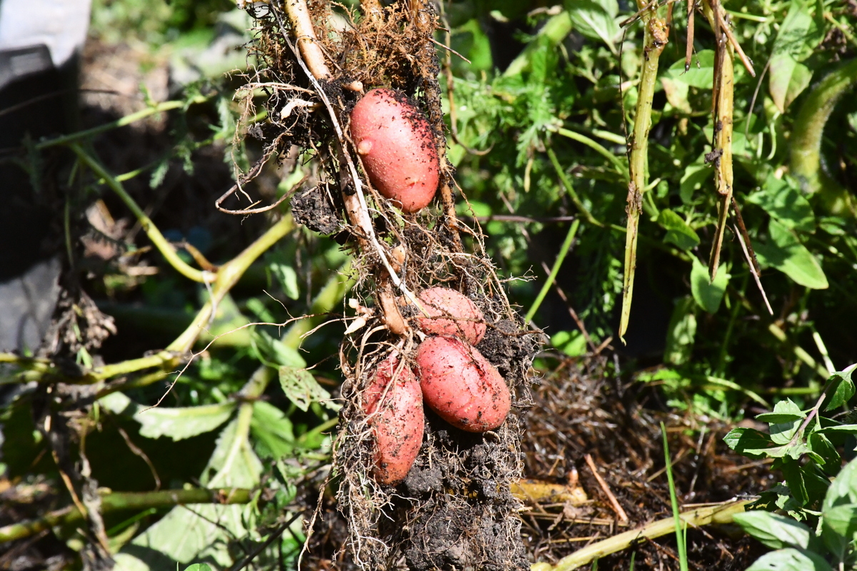 A potato plant with new potatoes growing from the roots. 