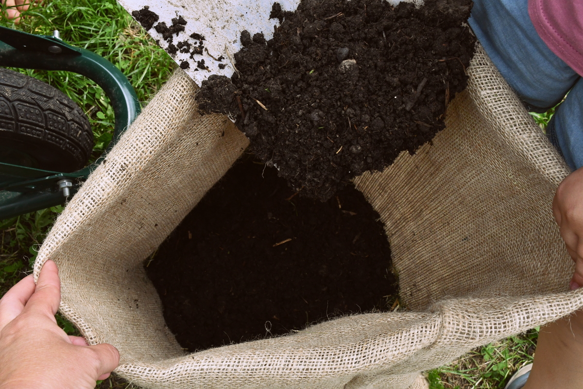 Adding compost to jute sack. 