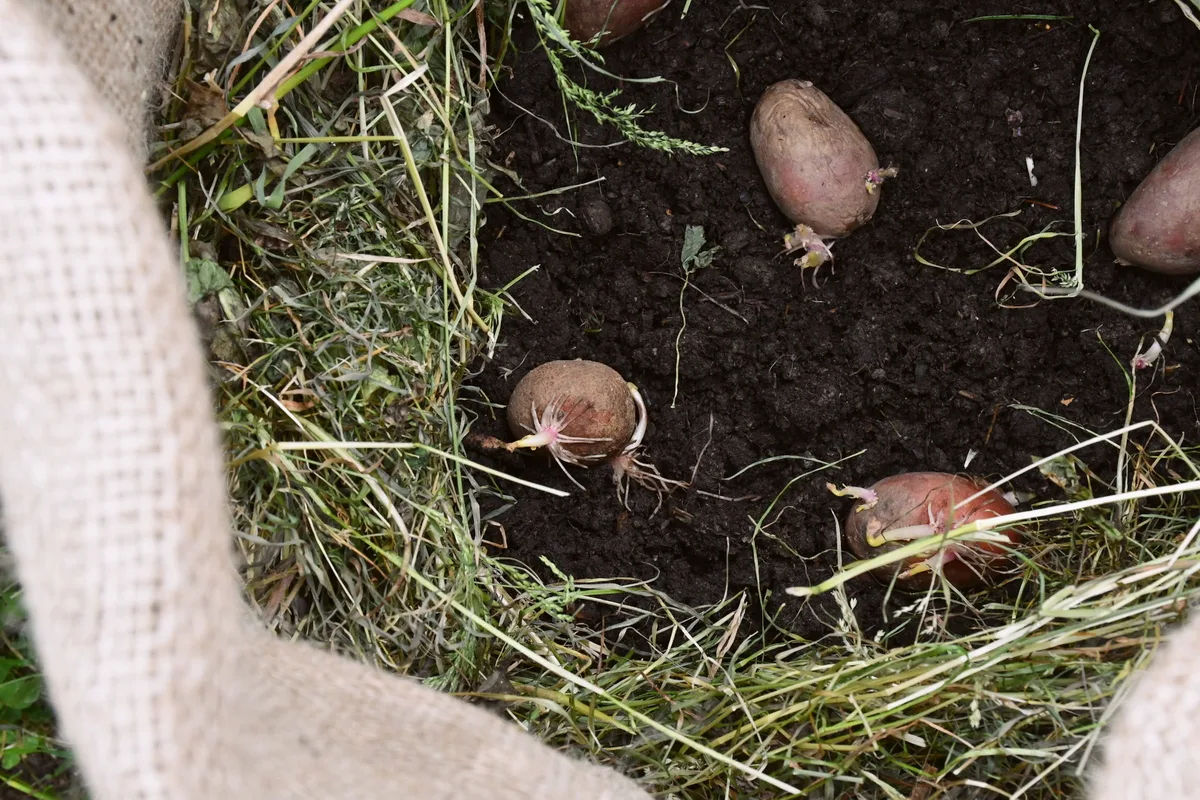 Overhead view of planting seed potatoes in jute sack. 