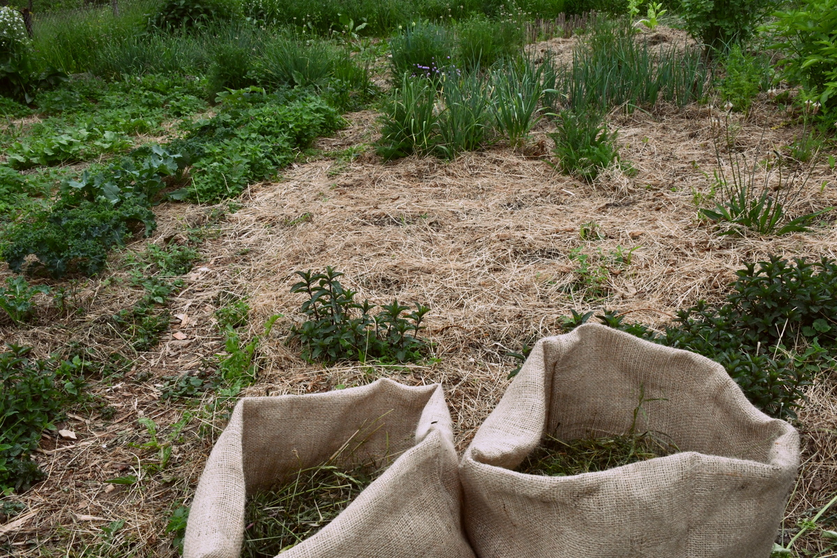 Two sacks planted with potatoes in a spring garden.