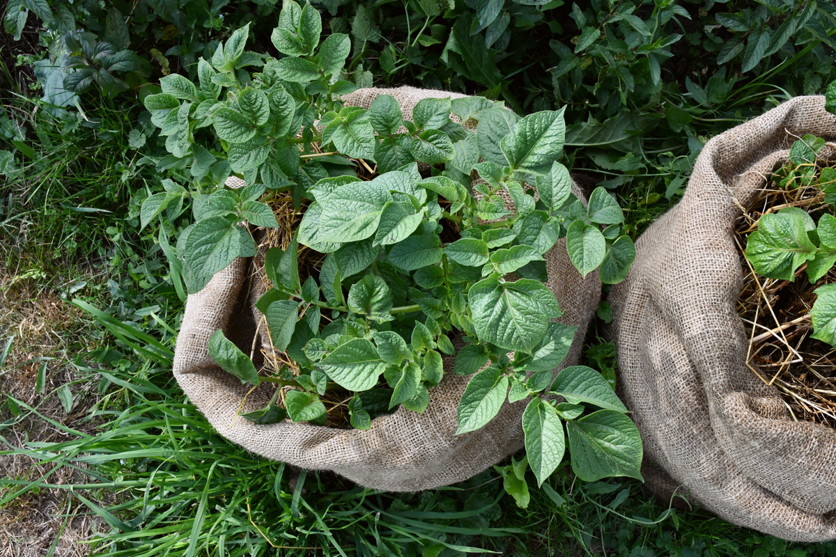 New potato seedlings growing in jute sacks. 