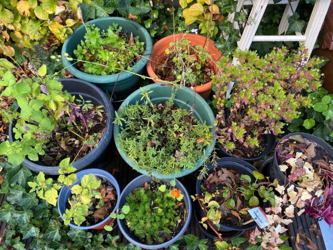 8 Uses for Old Potting Soil (+ 2 Things You Should Never Do With It)