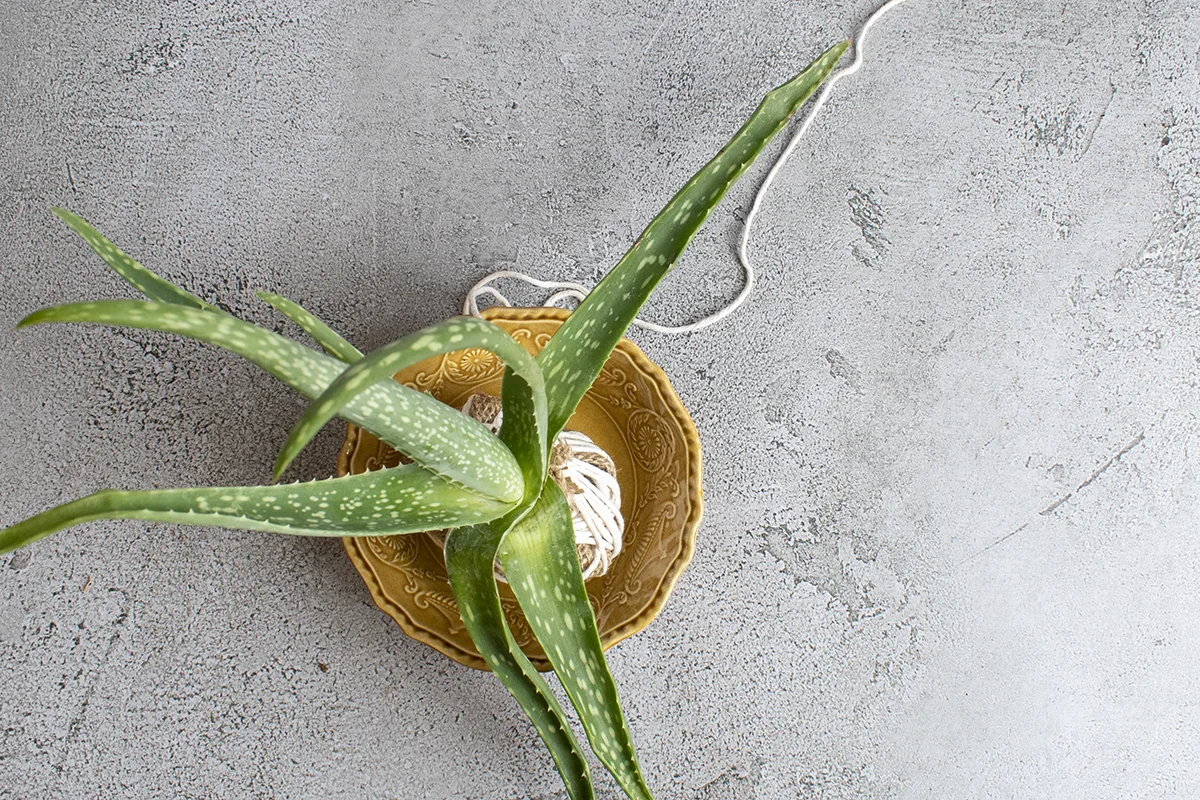 Overhead view of aloe plant in a dish of water.