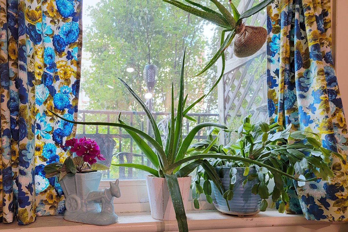 Window with potted plants on the sill, including a potted aloe plant.