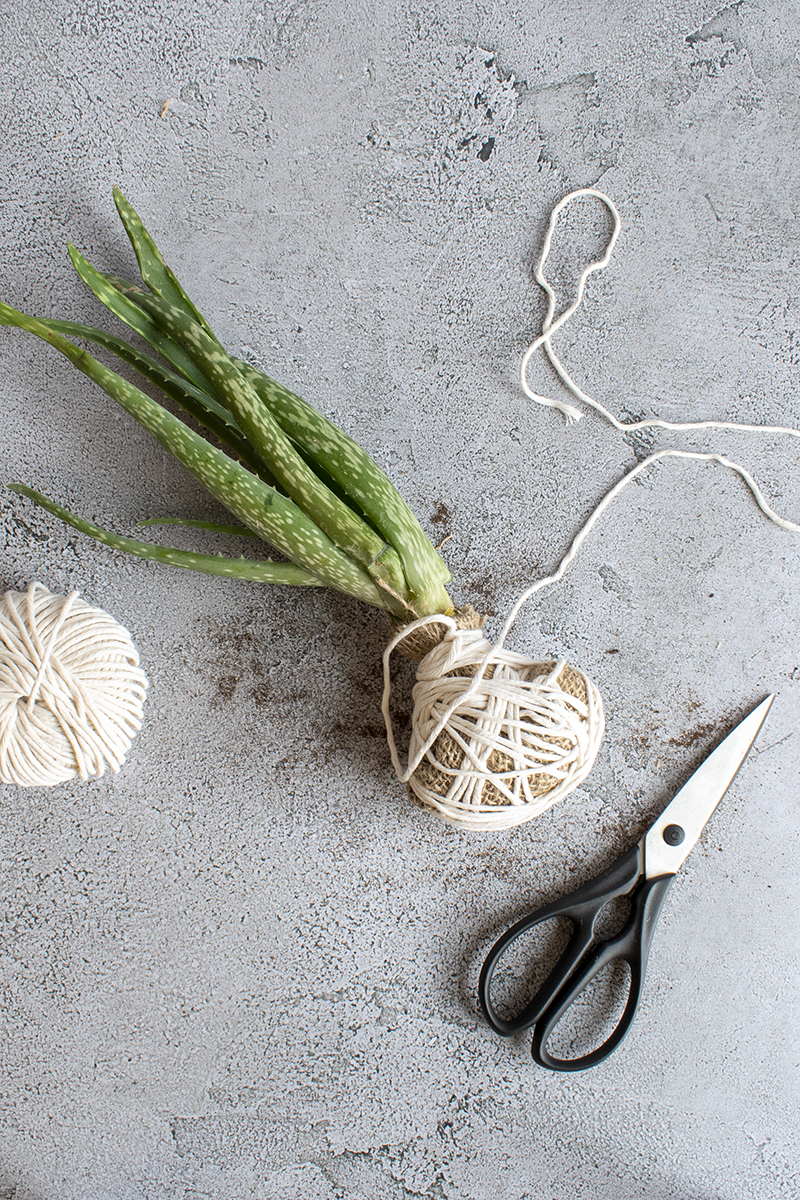 Aloe air plant wrapped in burlap and cotton string.
