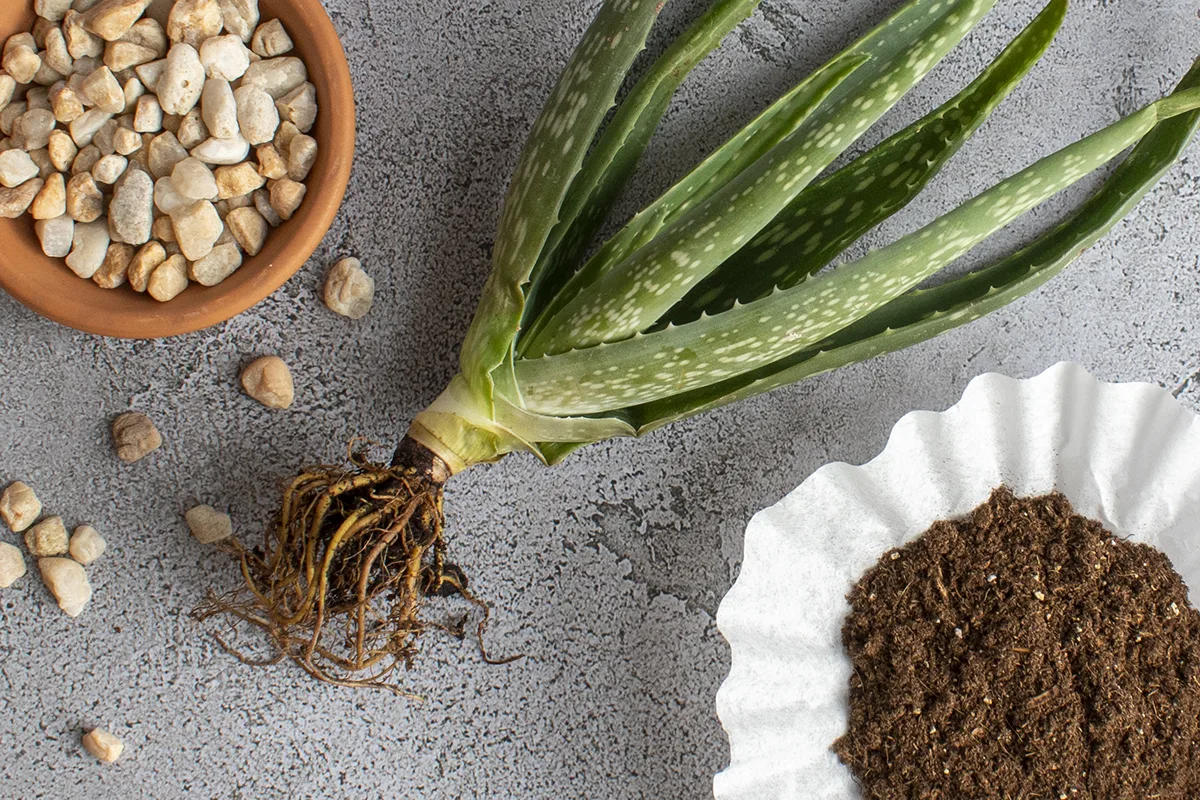 Aloe plant laying next to a dish of pebbles and coffee filter with peat moss on it.