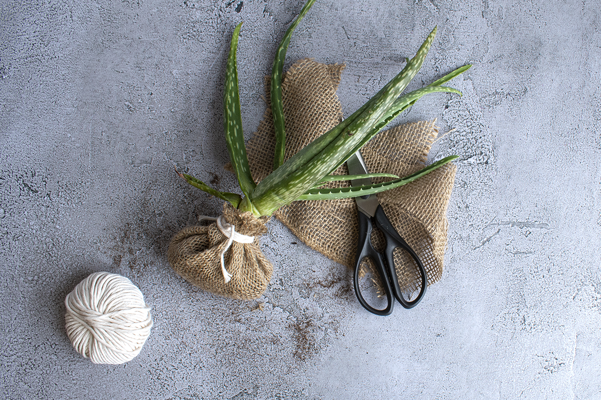 Aloe air plant with trimmed burlap.
