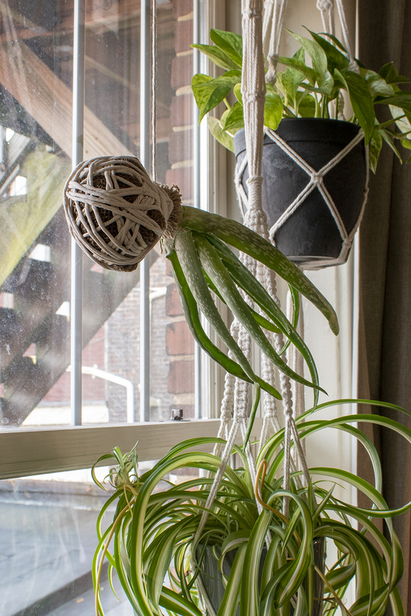 Window with hanging plants in it, including an aloe plant growing as an air plant.