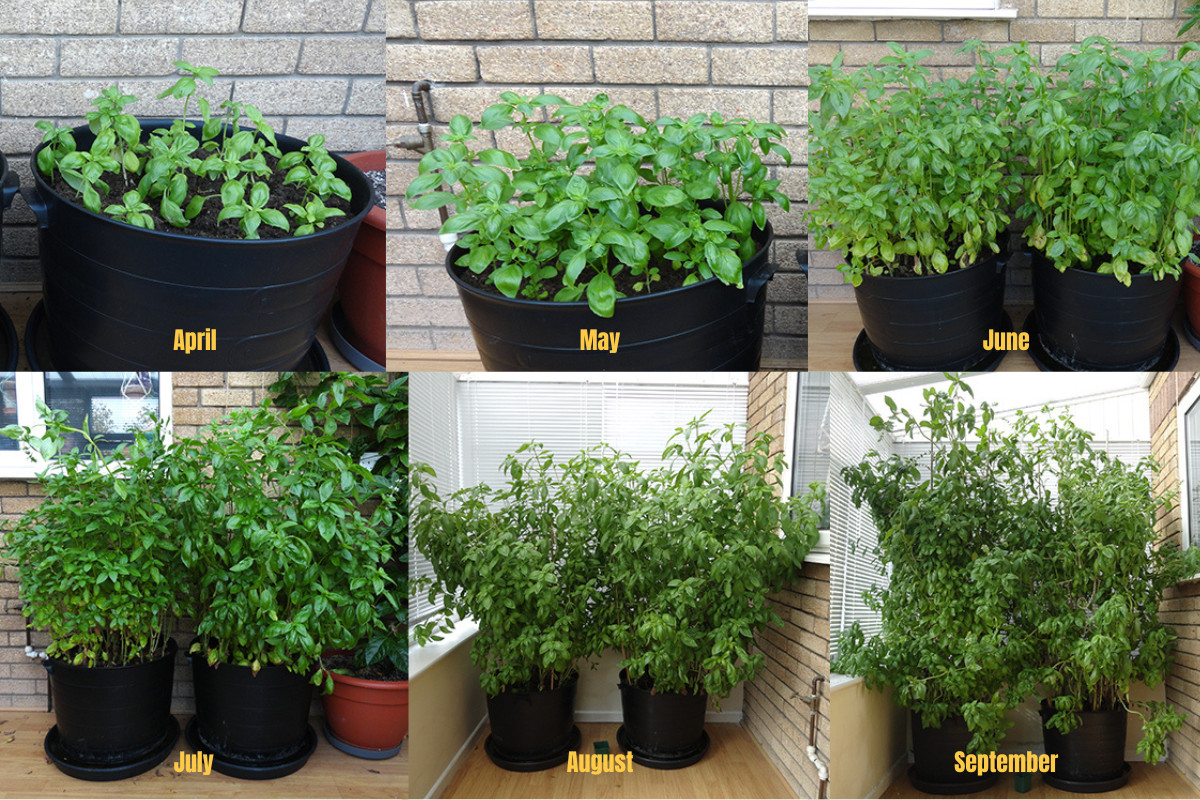 Collage showing basil growth from April - September.