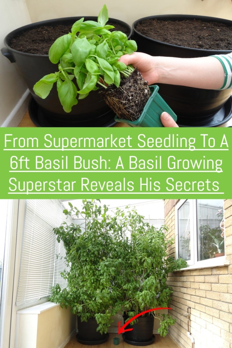 From Supermarket Seedling To A 6ft Basil Bush - A Basil Growing Genius ...