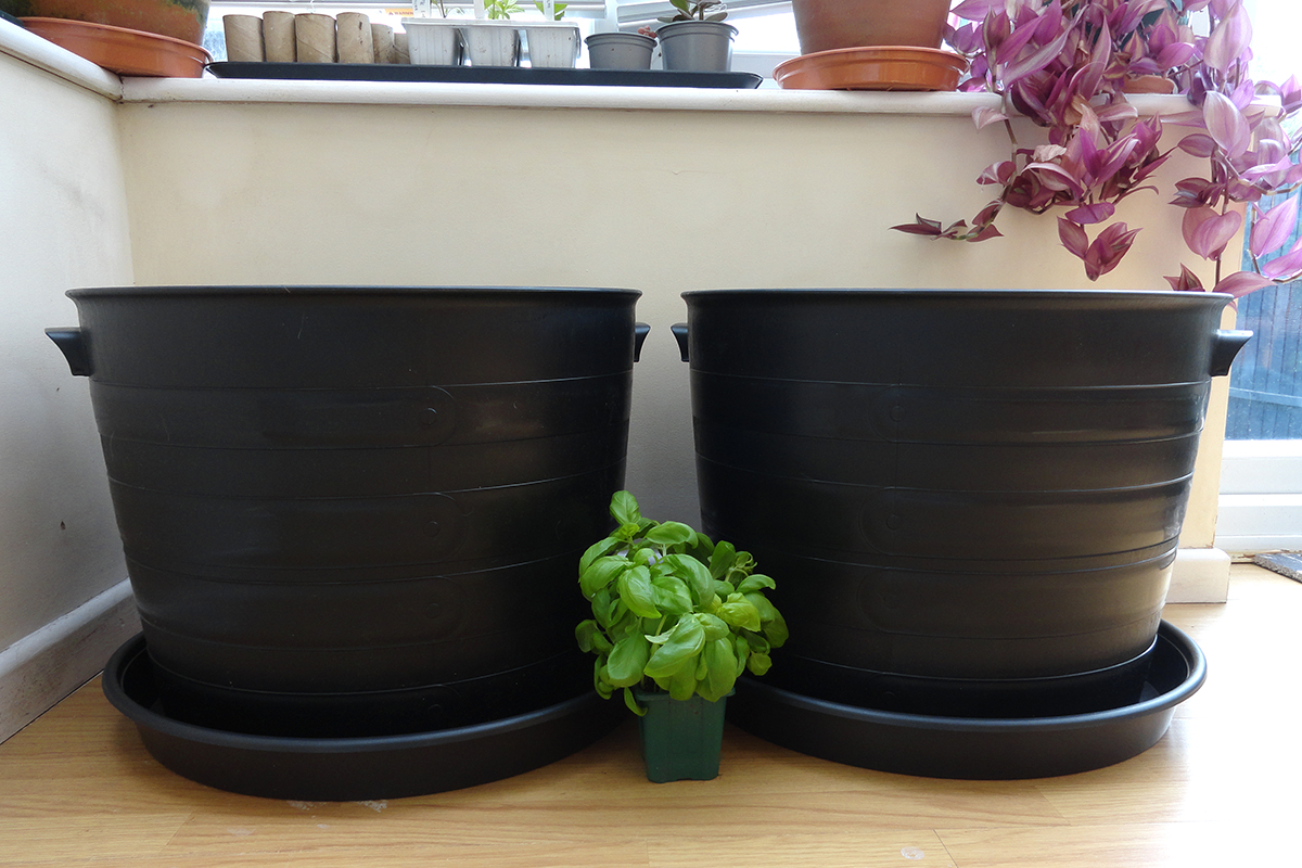 Two large plastic pots sitting in large plastic saucers, these were used to grow the basil. 
