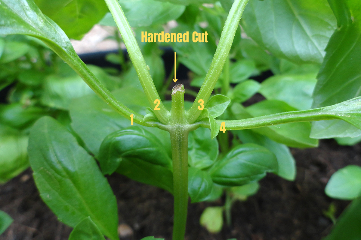 Infographic showing the four new growing stems on a basil stem and the hardened over area where one stem was cut.
