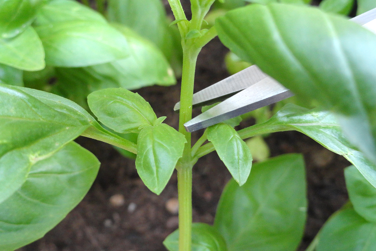 Close up of scissors getting ready to snip a basil stem. 