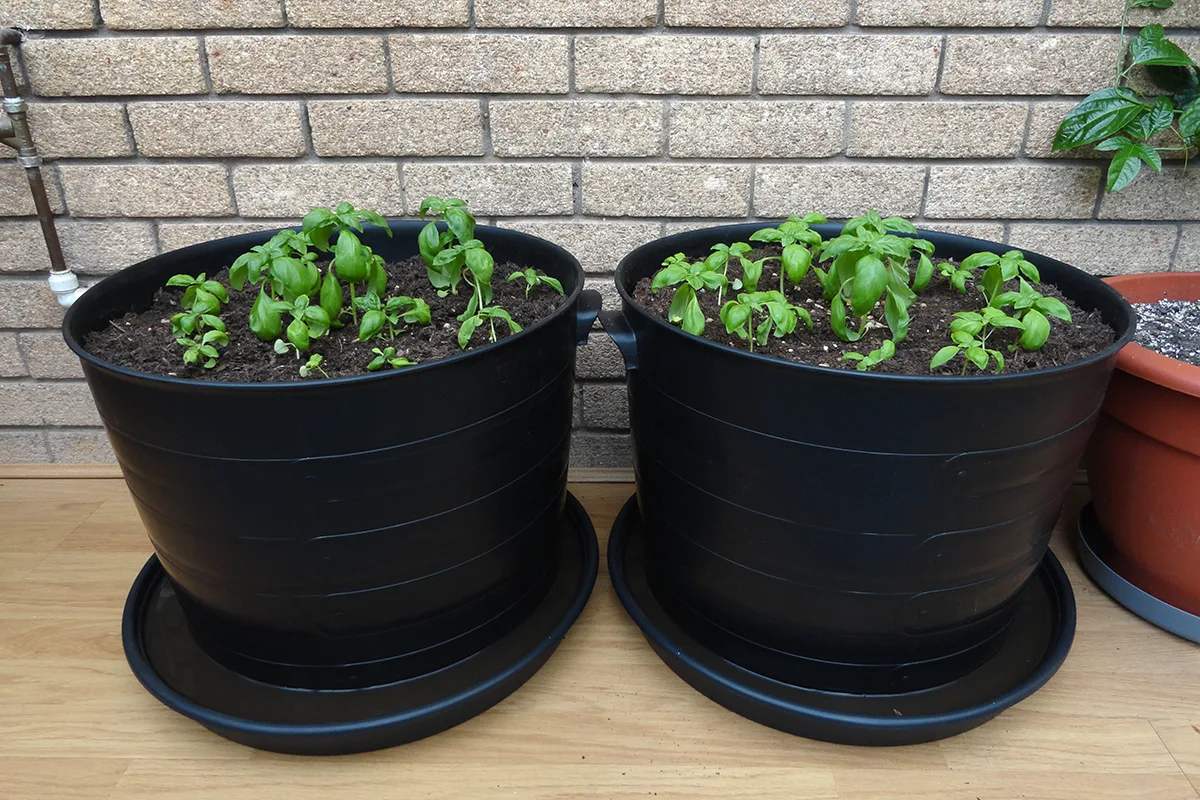 Newly planted basil seedlings in two large black pots.