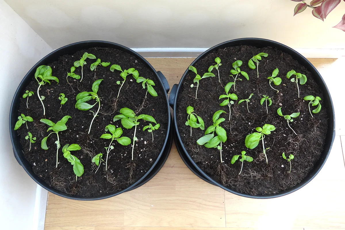 Individual basil seedlings laid out on top of the soil in the pots, ready to be planted. 