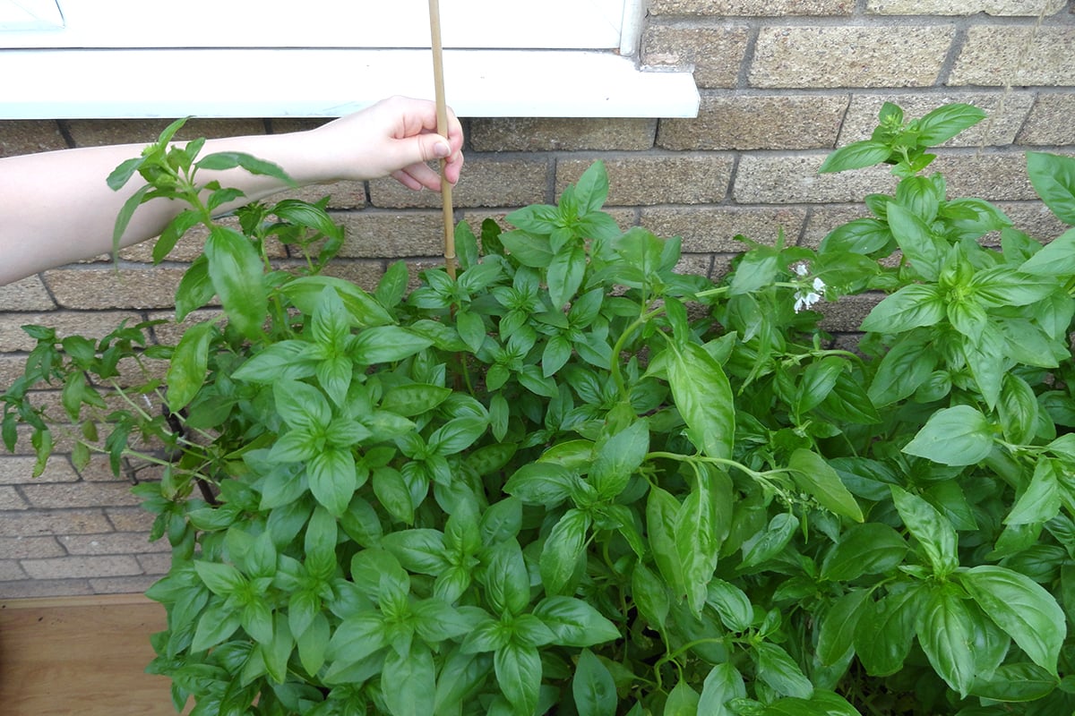 Woman's hand pushing a bamboo dowel into the dirt of a large potted basil plant.