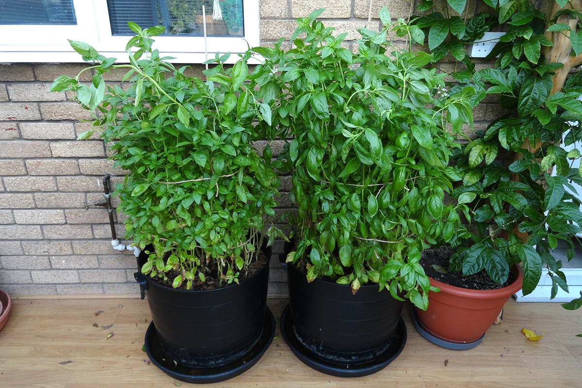 Two large staked basil plants. 