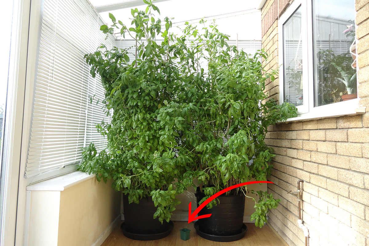 Two extremely large basil plants growing in a conservatory. Red arrow pointing to an empty pot on the floor.