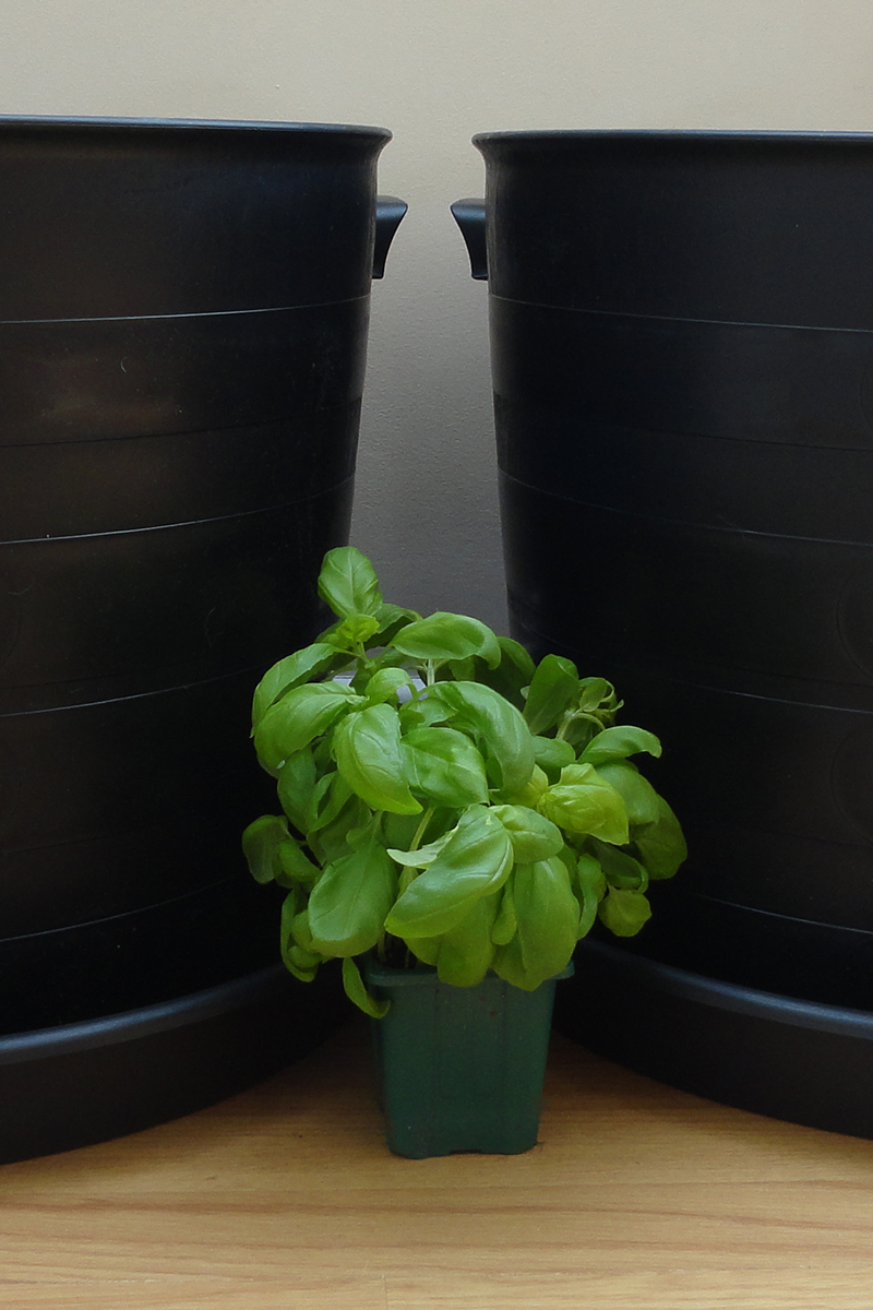 Small pot of basil seedlings purchased at the grocery store. 
