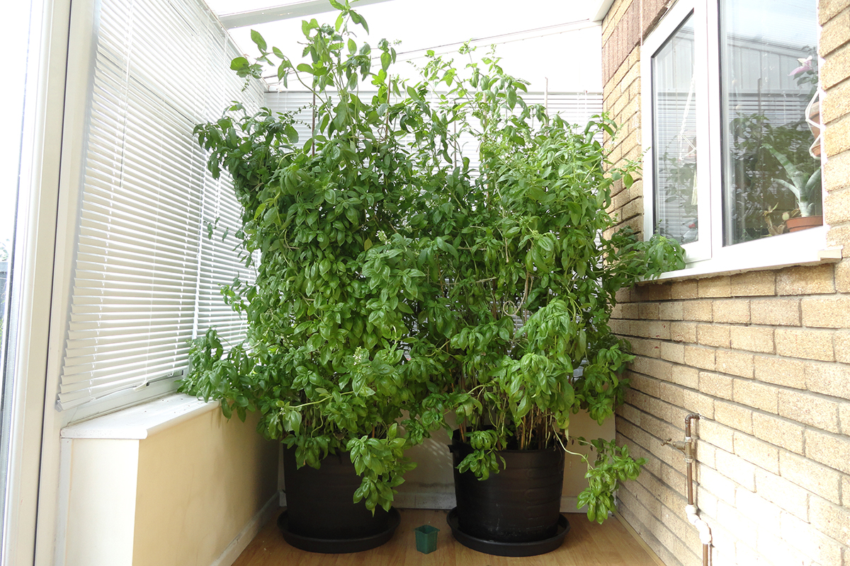Two massive potted basil bushes growing in a conservatory.