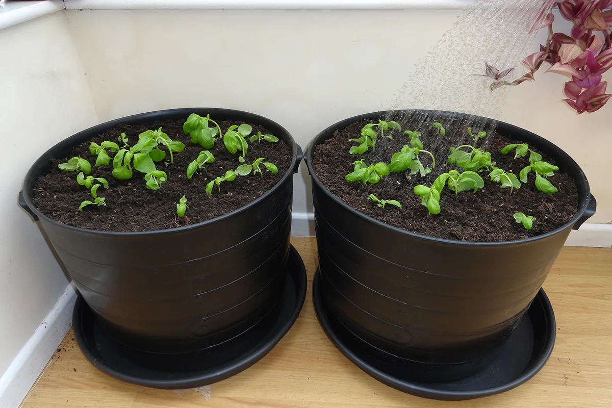 Watering in the newly planted basil seedlings.