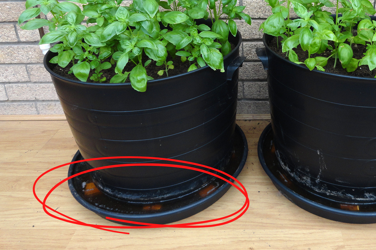 Photo of potted basil plants. Red circle graphic on the photo around the base of the pot to emphasize the wood the pots are sitting on.