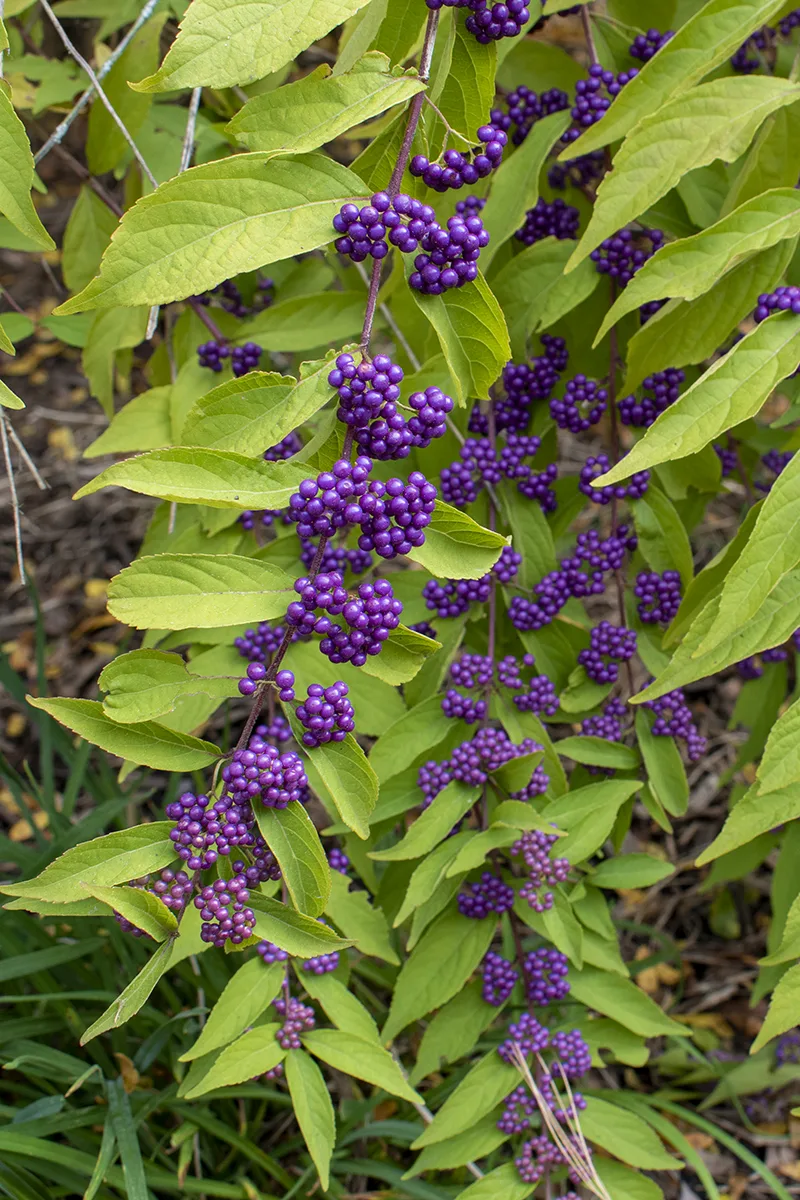 Close up of the purple clusters. 