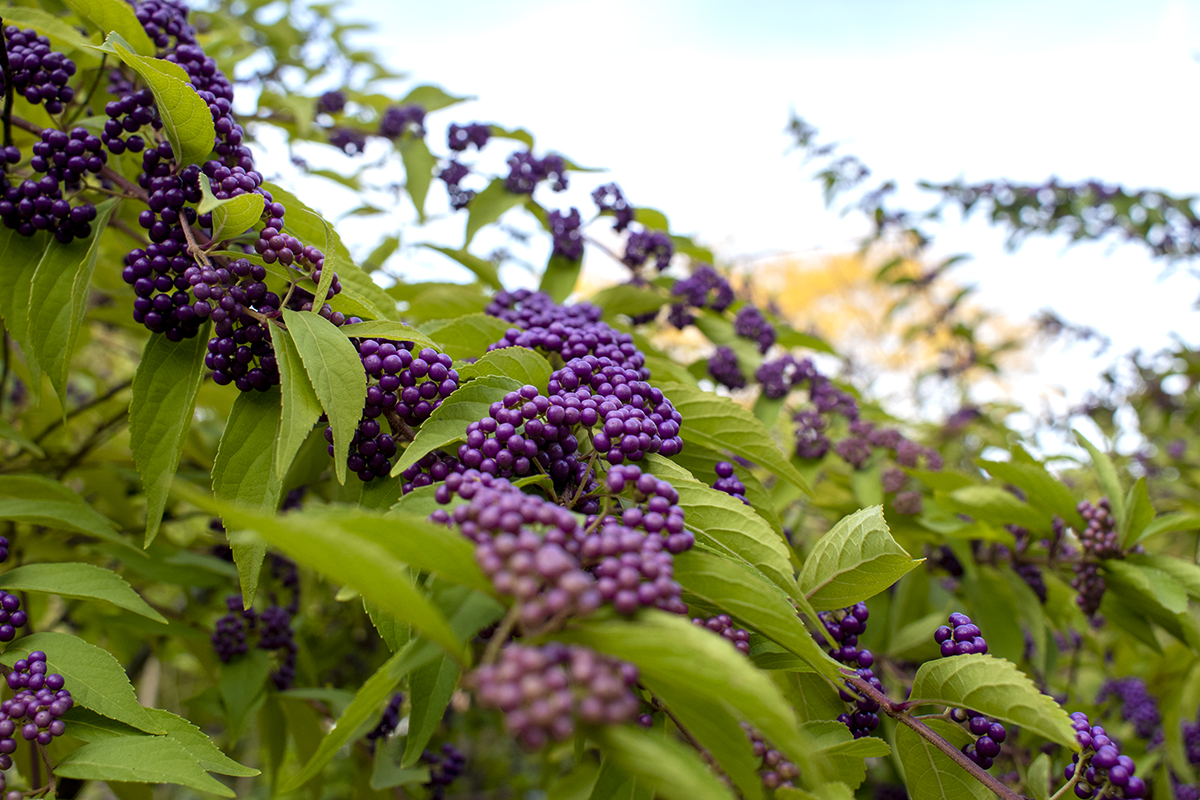Close up of beautyberry drupes. 
