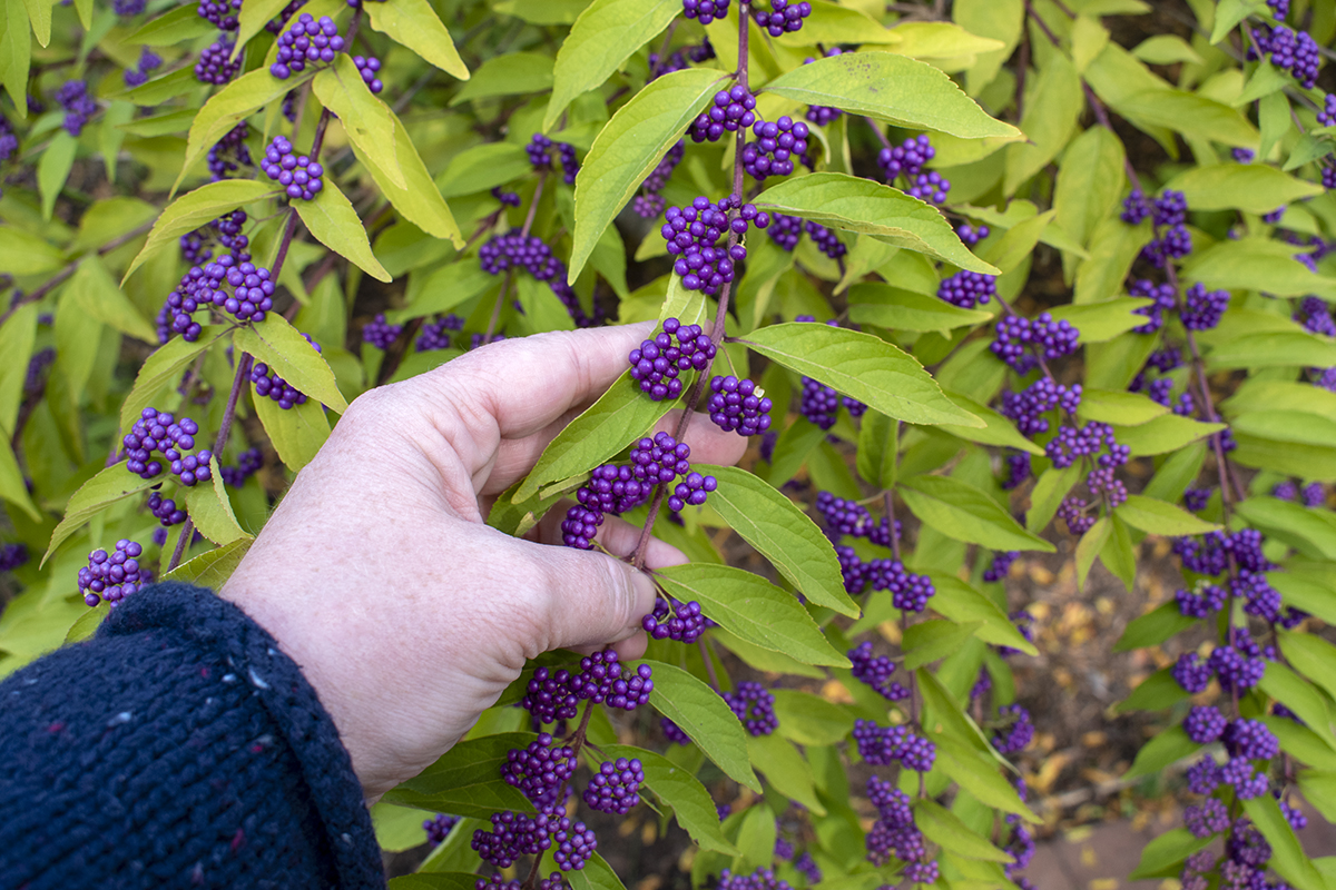 Hand holding the stem of a beauty berry bush to showcase the clusters of deep purple berries. 