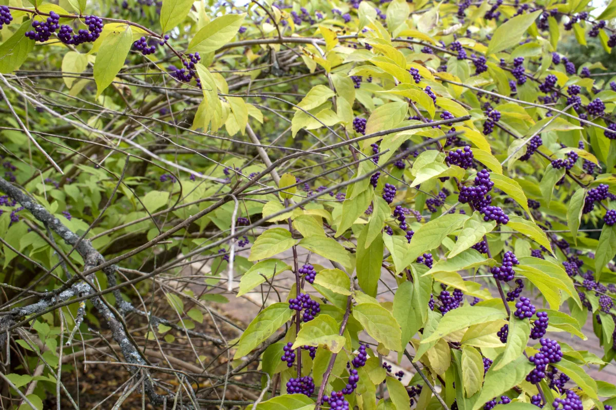 Newer and older branches of the beautyberry bush are the perfect place for songbirds to build nests. 