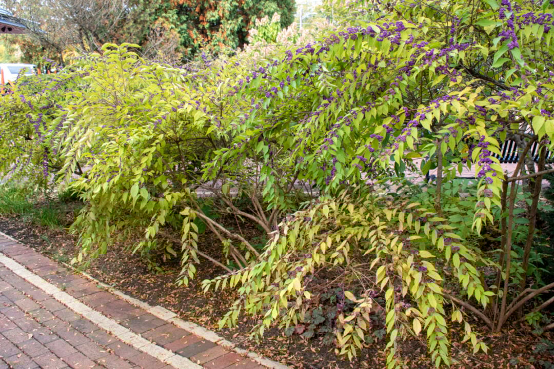 8 Reasons to Grow Beautyberry In Your Backyard