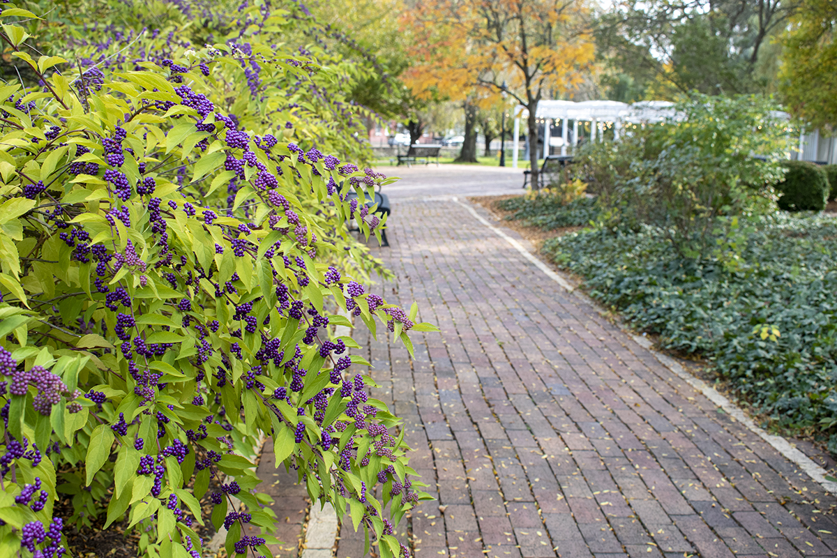 A brick path lined with beautyberry shrubs in Talleyrand Park, Bellefonte, PA