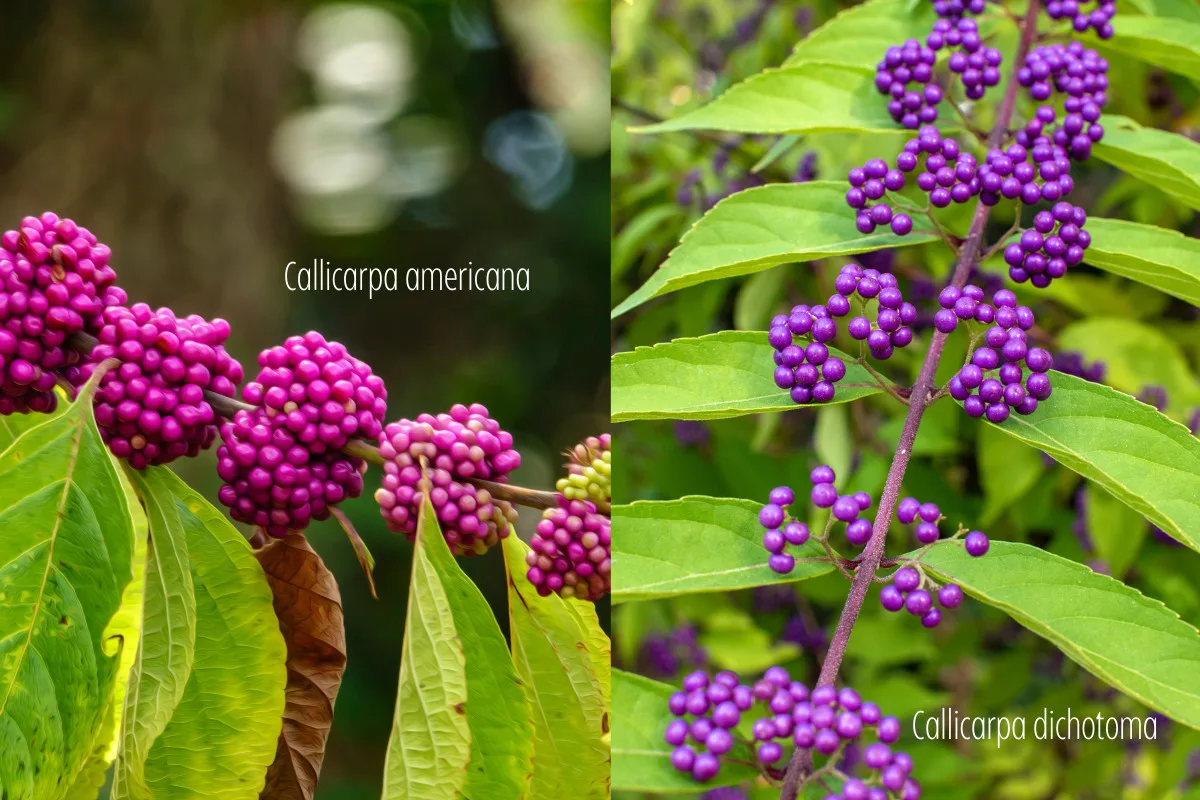 Infographic photo, two pictures side by side, one is Callicarpa americana, the other Callicarpa dichotoma.