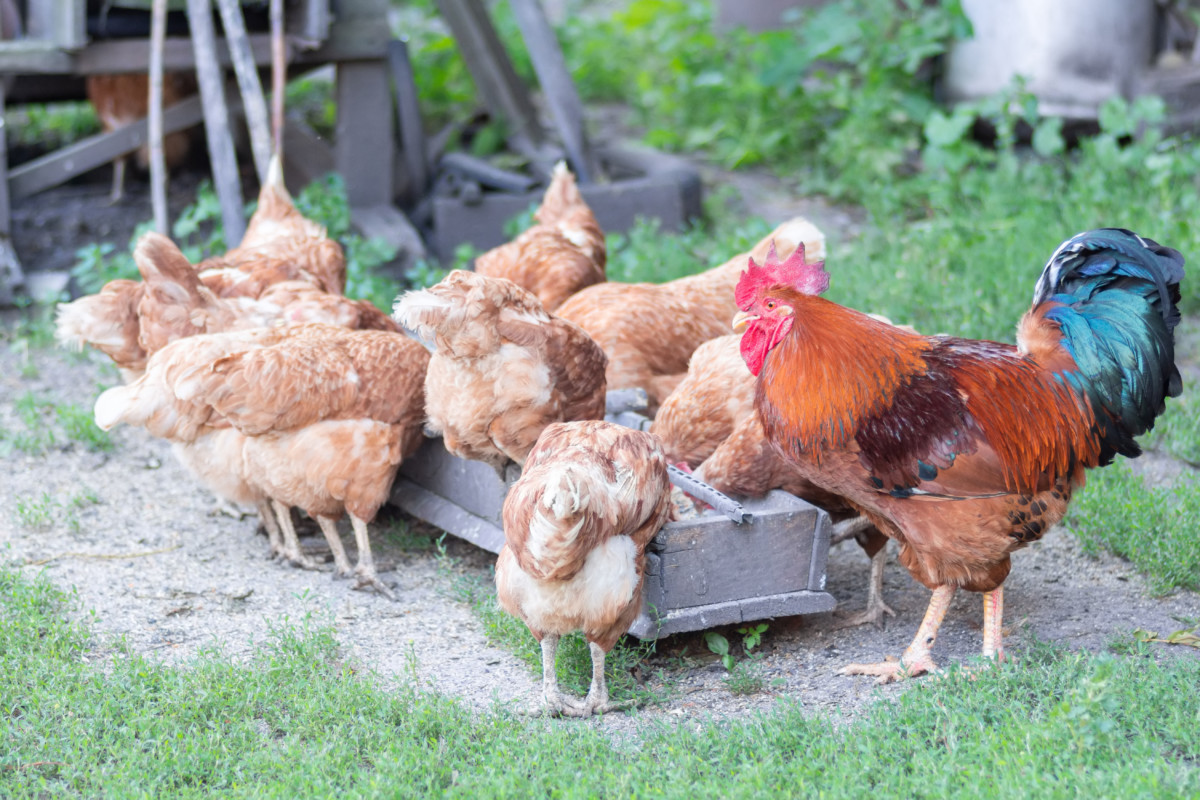 A flock of chickens and a rooster eating from a feed trough in a yard.