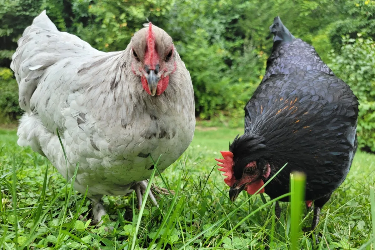 A white chicken and a black chicken grazing in the grass together. 