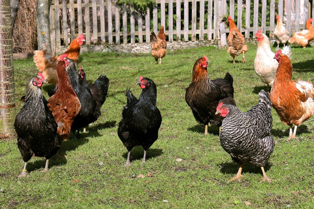 A flock of chickens looking at the photographer.