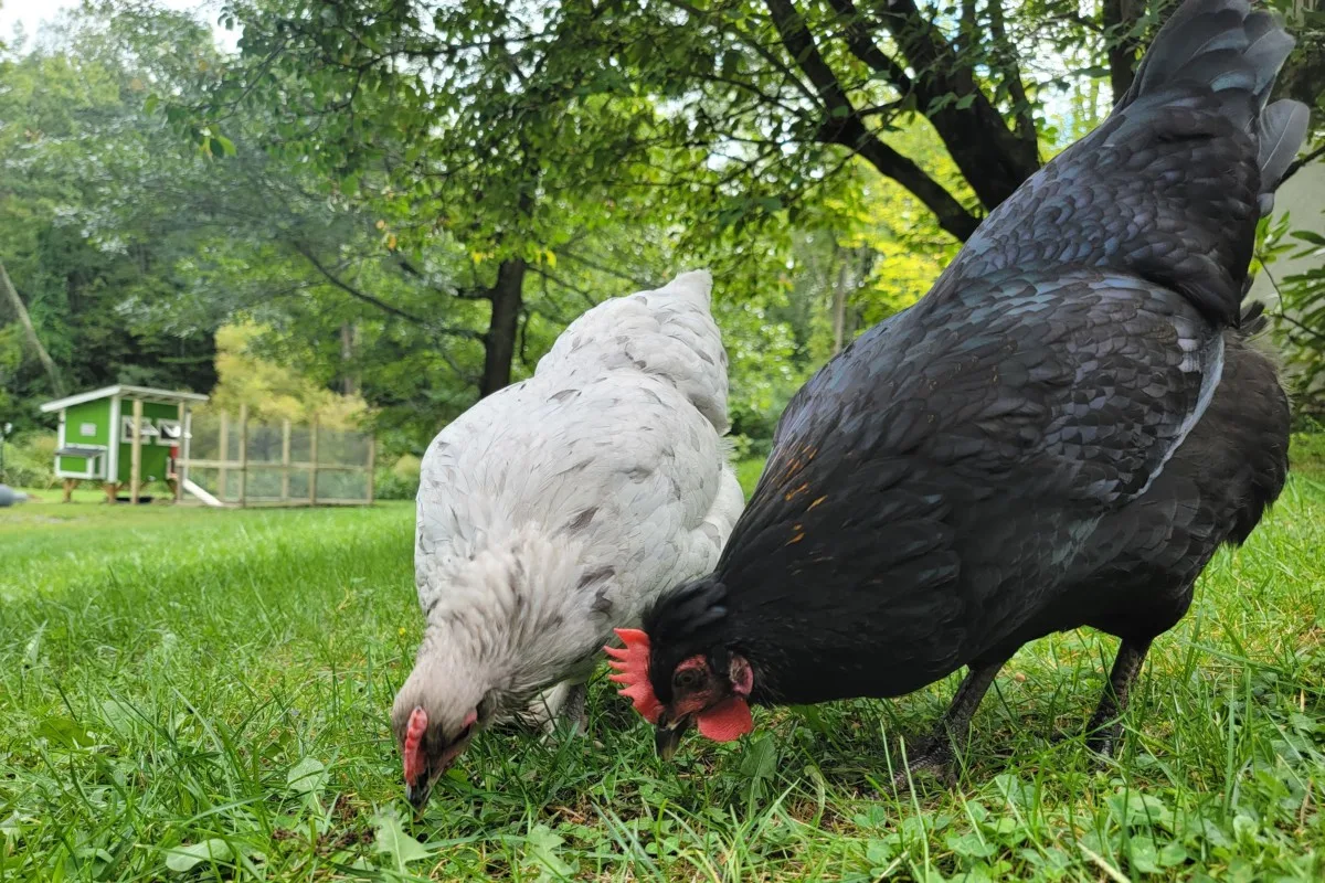 Two hens pecking at the grass, chicken coop in the background.