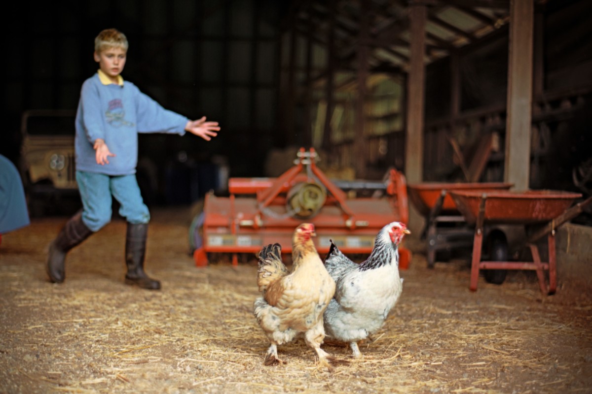 Young boy chasing chickens in a barn. 