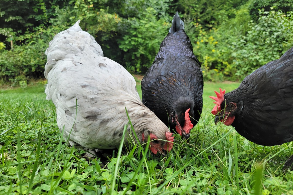 Three chickens eating black soldier fly larvae in the yard. 