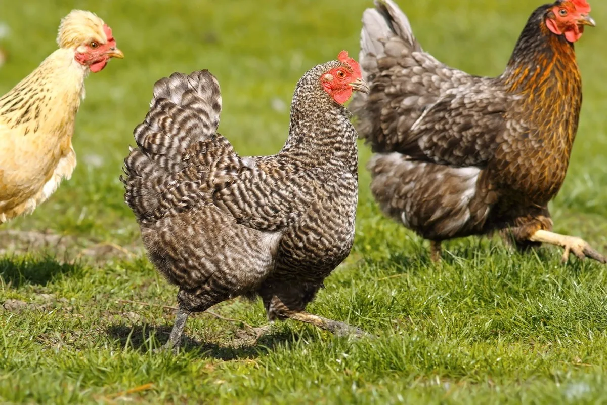 A flock of chickens running across the yard. 