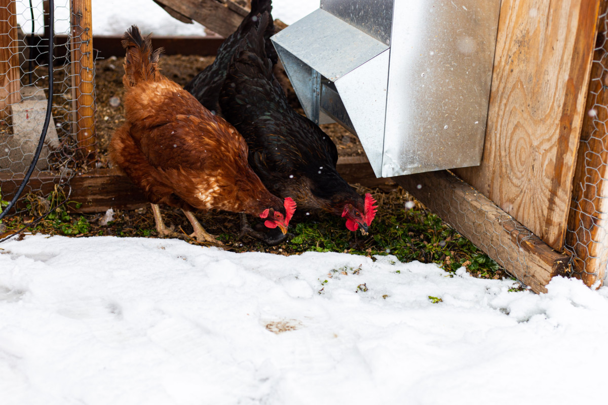 Two chickens standing by a chicken feed hopper attached to the outside of their coop.