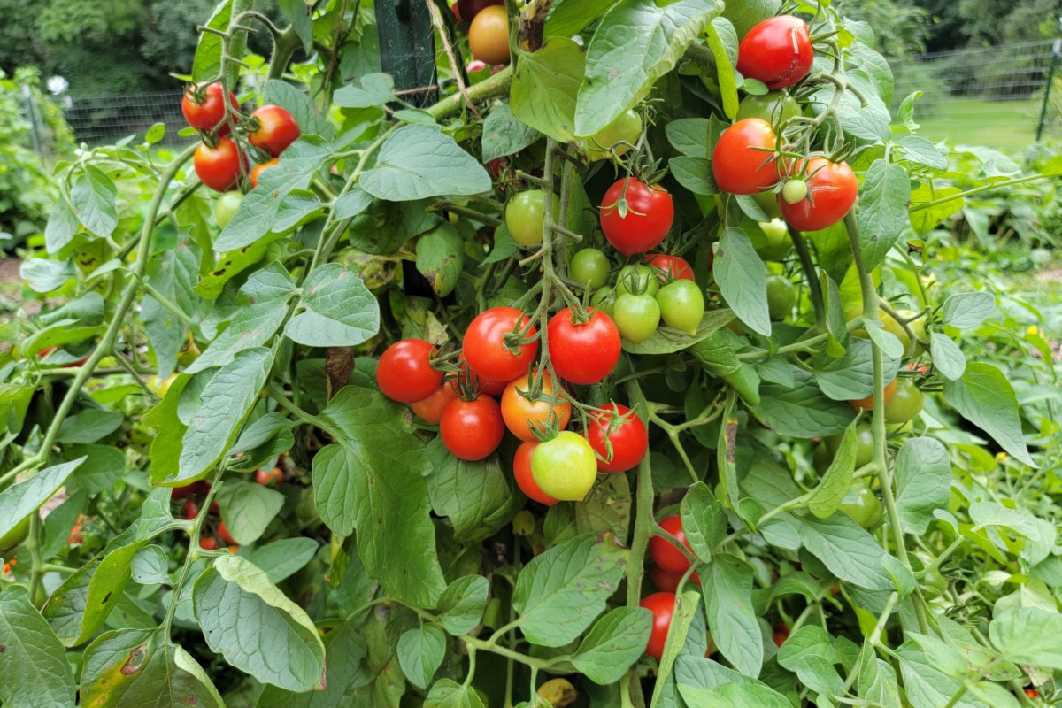 Tomatoes in varying states of ripeness on vine.