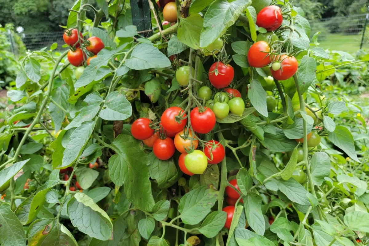 Large tomato plant growing in a garden.