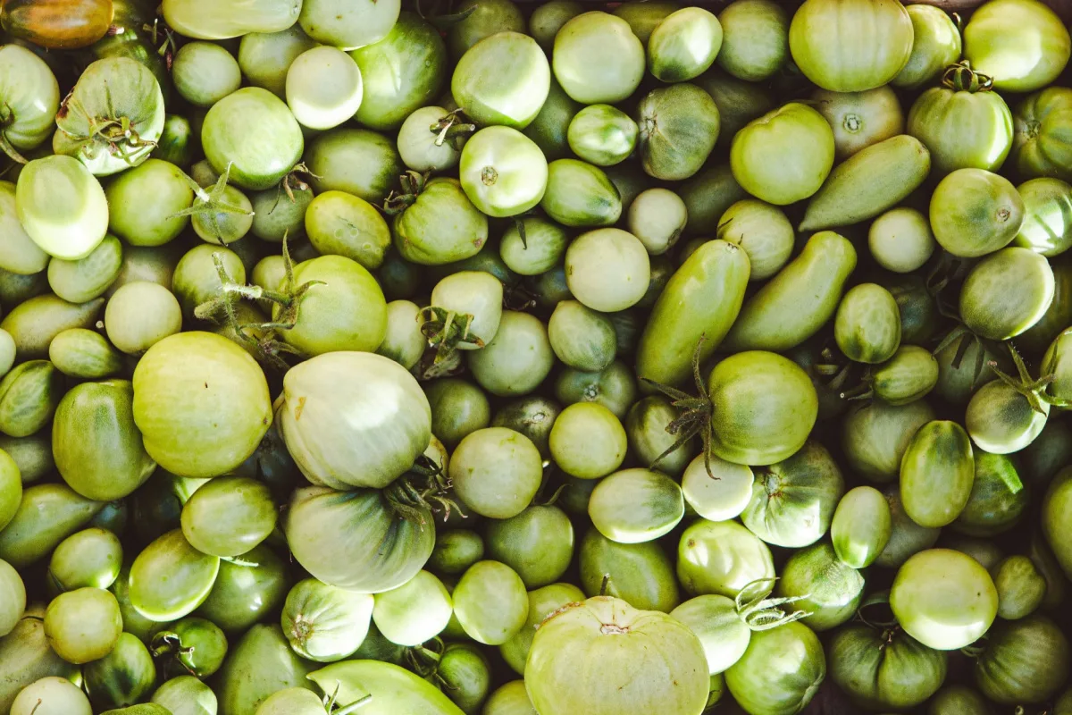 Overhead view of green tomatoes